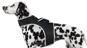 Portable Dog Tracking GPS GSM Locating Device Supports Geo-Fencing NIB Size:XXL